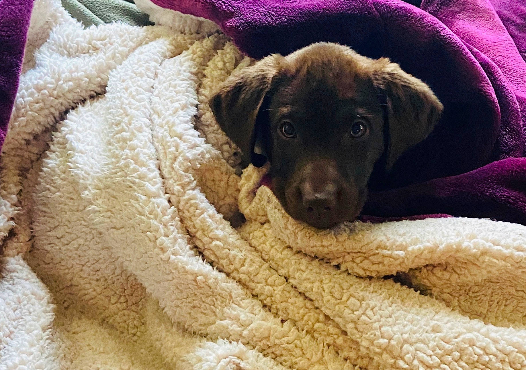 Baby Bonnie is registered to the contest to win money with this photo: beagador, canidae, carnivore, chesapeake_bay_retriever, companion_dog, dog, dog_breed, fawn, labrador_retriever, liver, puppy, retriever, snout, sporting_group