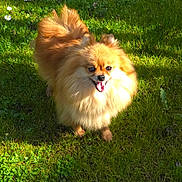 Phoebe a rejoint le concours — aidez-le/la à gagner de superbes lots ! animal, cute, daisy, dog, fluffy, fur, garden, grass, greenery, happy, mammal, nature, outdoor, pet, playful, pomeranian, small_dog, summer, sunlight, tongue_out