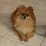 Phoebe a rejoint le concours — aidez-le/la à gagner de superbes lots ! animal, brown, canine, companion, cute, dog, domestic, eyes, floor, fluffy, fur, indoor, looking, mammal, pet, pomeranian, portrait, sitting, small, tile