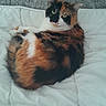 Isabelle participe au concours pour gagner de l'argent avec cette photo : cat, calico_cat, feline, pet, animal, fur, white_quilt, bed, resting, curled_up, looking_at_camera, indoor, cozy, soft_texture, relaxed, domestic_animal, cute, whiskers, ears, tail