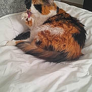 Isabelle a rejoint le concours — aidez-le/la à gagner de superbes lots ! cat, calico_cat, pet, animal, feline, grooming, licking, paw, bed, blanket, white_bedspread, indoor, cozy, fur, resting, domestic, cute, sleepy, soft, pillow