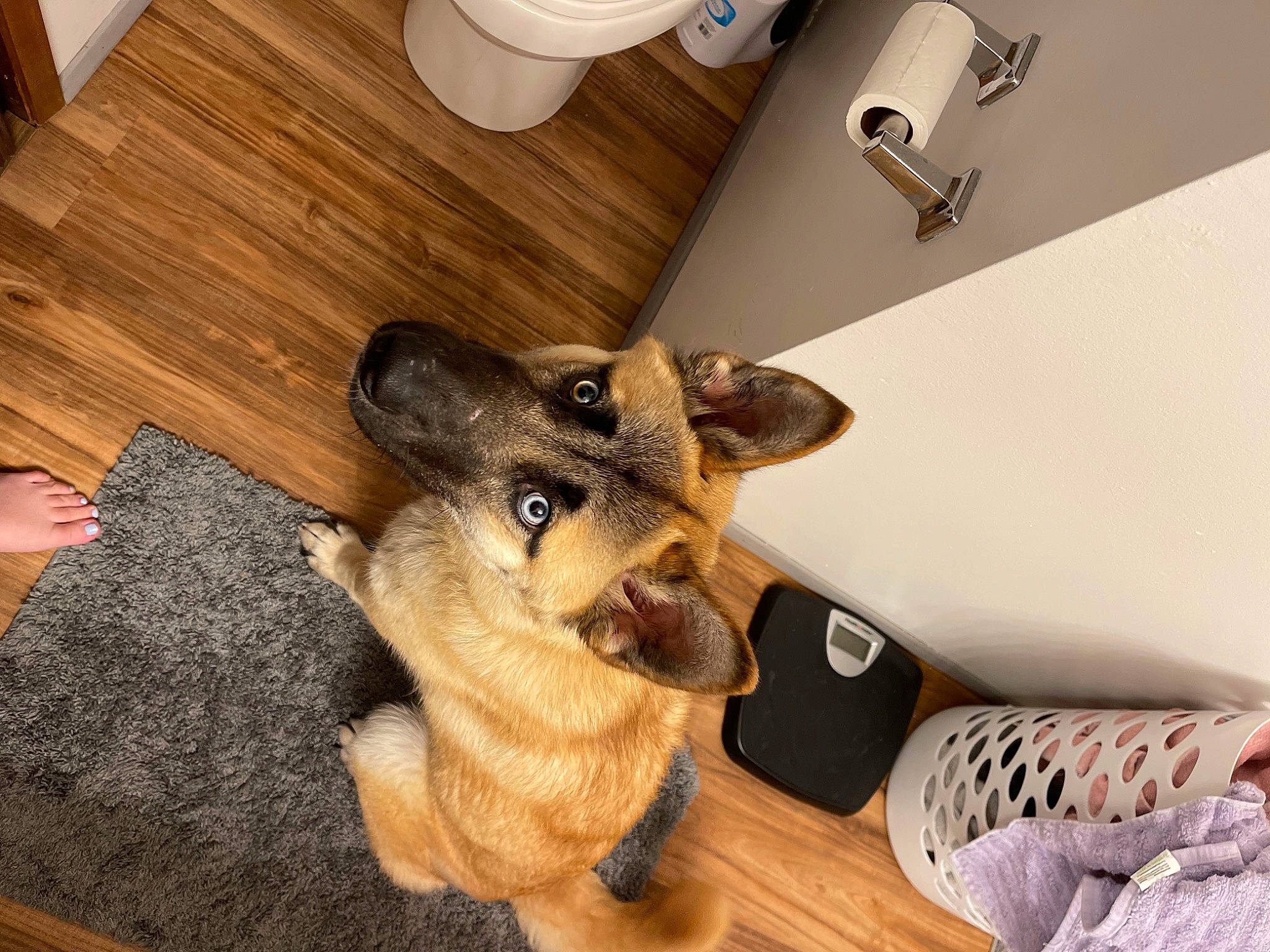 Rado is registered to the contest to win money with this photo: carnivore, companion_dog, dog, dog_breed, ear, fawn, floor, flooring, fur, german_shepherd_dog, hardwood, jaw, mammal, old_german_shepherd_dog, paw, snout, tail, vertebrate, wood, working_animal