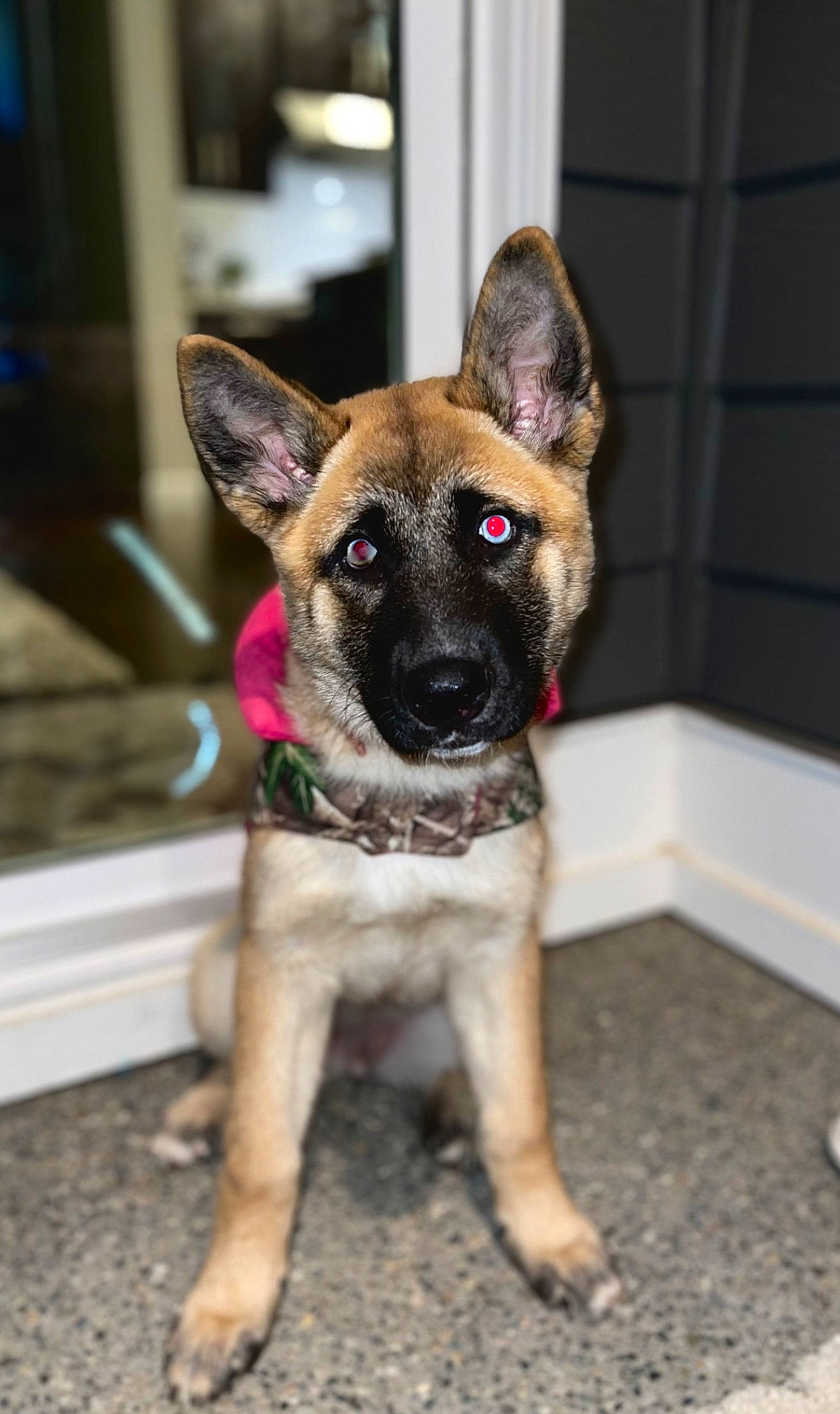 Rado is registered to the contest to win money with this photo: canidae, carnivore, collar, companion_dog, dog, dog_breed, fawn, fur, non_sporting_group, plant, snout, sporting_group, whiskers, working_animal, working_dog