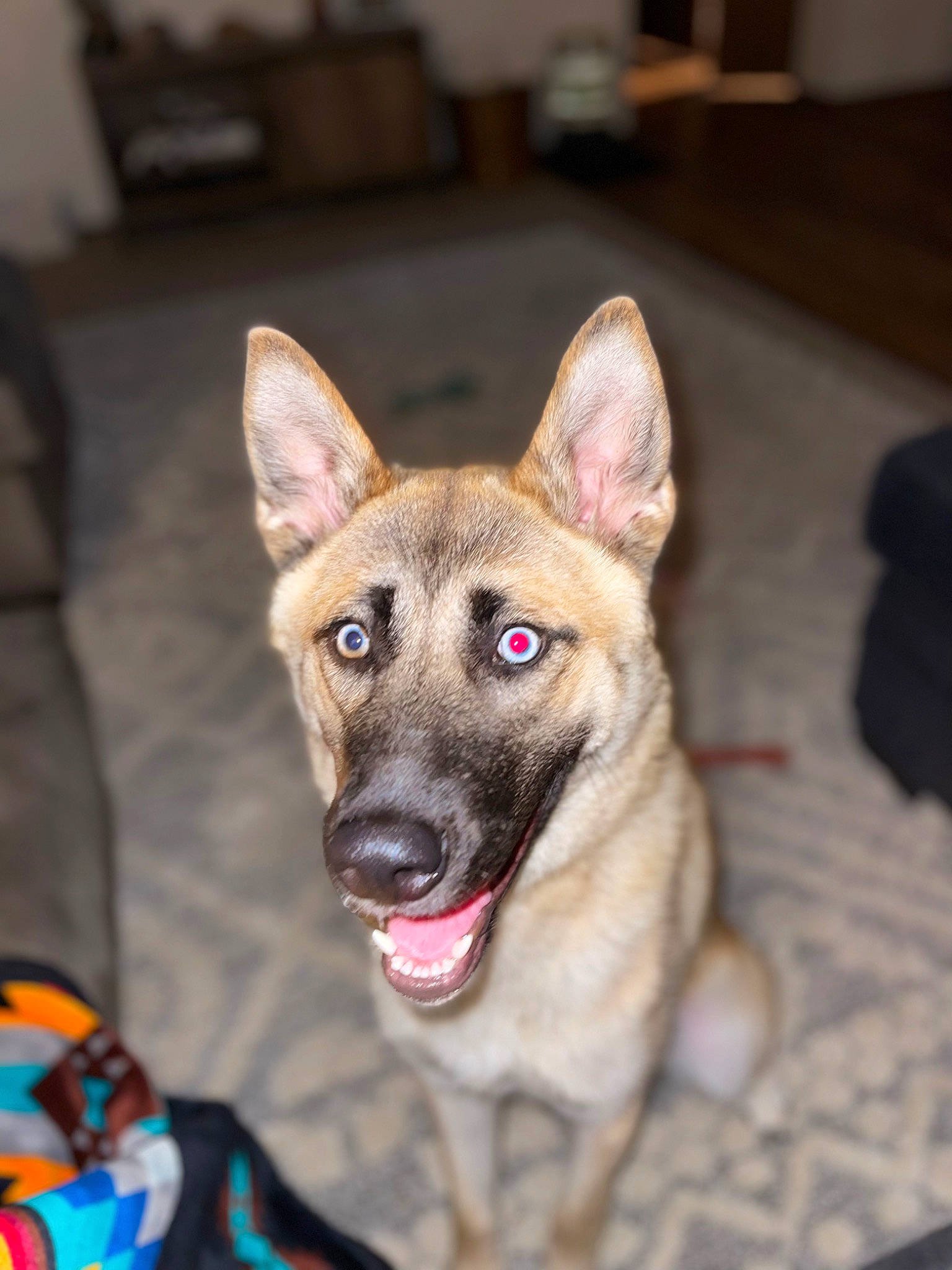 Rado joined the competition — help win amazing prizes! canidae, canis, carnivore, collar, companion_dog, dog, dog_breed, dog_supply, eye, fawn, fur, human_body, iris, jaw, king_shepherd, snout, sporting_group, whiskers, working_animal, working_dog