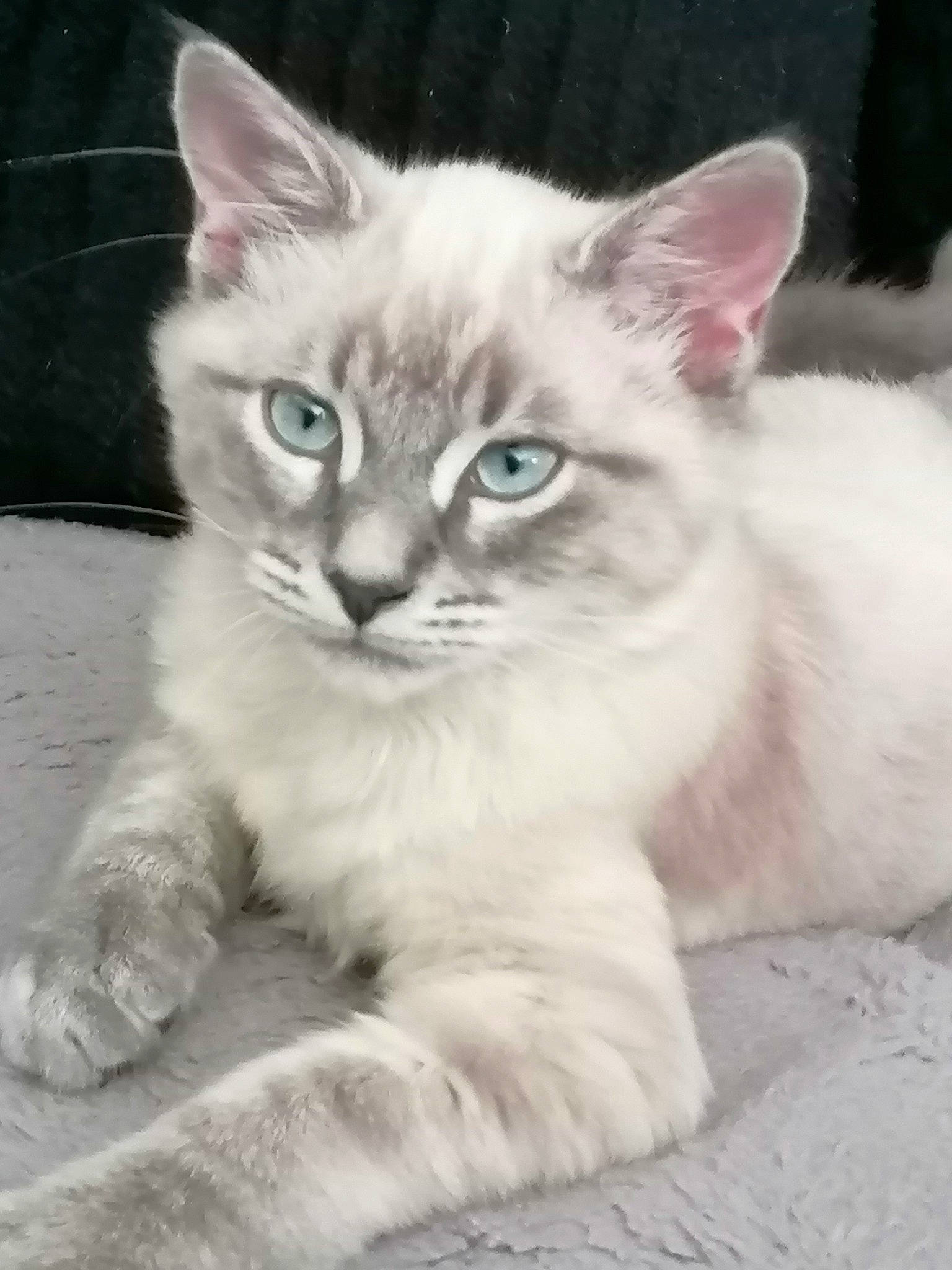 Yuri a rejoint le concours — aidez-le/la à gagner de superbes lots ! carnivore, cat, claw, domestic_short_haired_cat, fawn, felidae, fur, iris, paw, photo_caption, sitting, small_to_medium_sized_cats, snout, tail, terrestrial_animal, whiskers, window