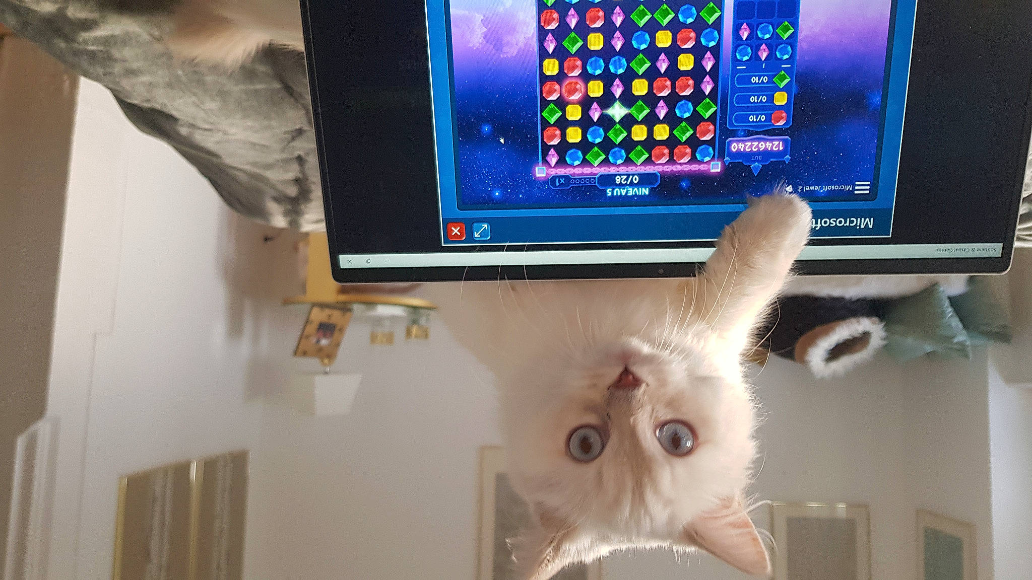 Galatée a rejoint le concours — aidez-le/la à gagner de superbes lots ! carnivore, cat, computer, computer_hardware, computer_monitor_accessory, display_device, electronic_device, felidae, flat_panel_display, gadget, input_device, machine, multimedia, output_device, peripheral, personal_computer, small_to_medium_sized_cats, space_bar, television_set, whiskers