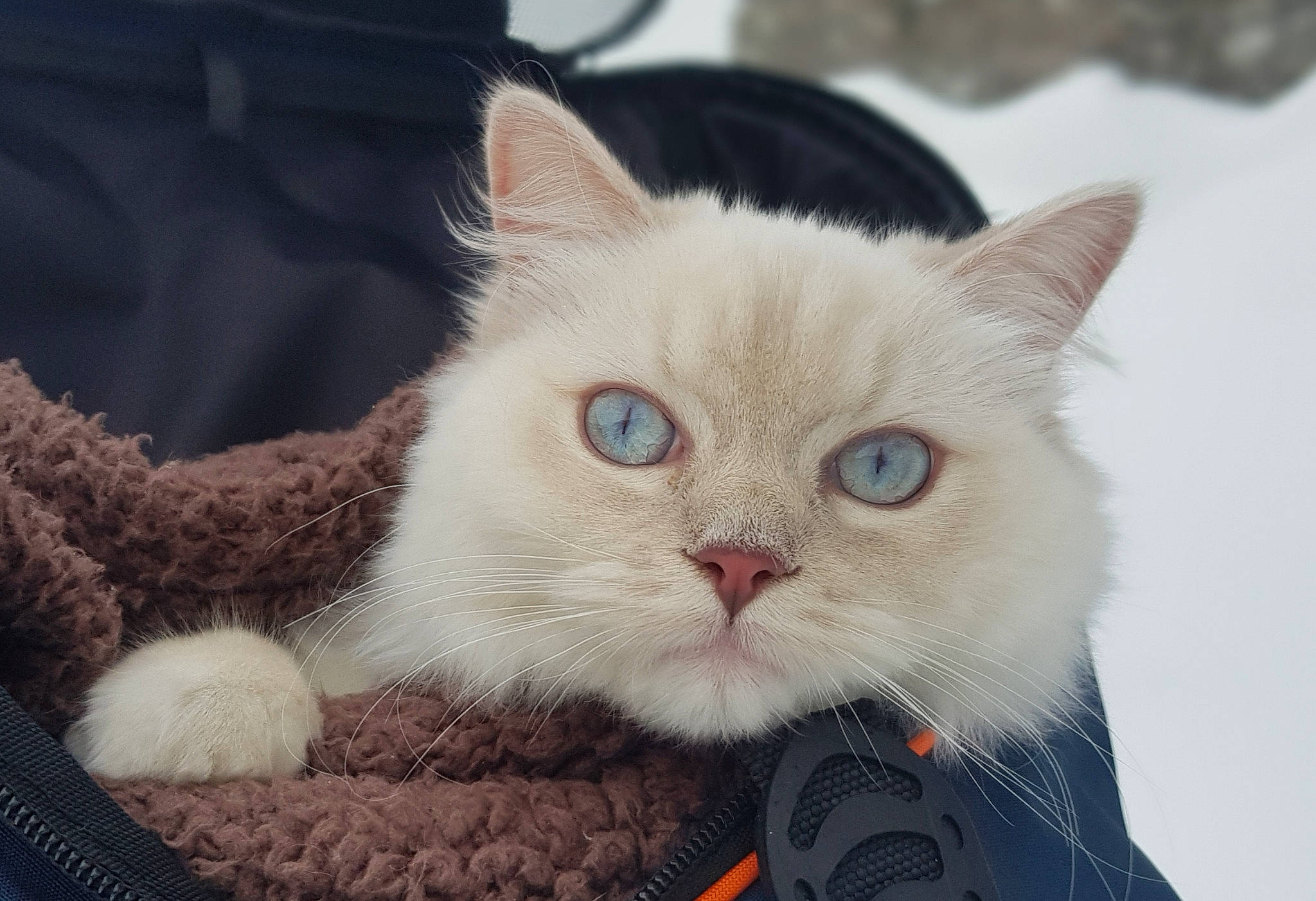 Galatée participe au concours pour gagner de l'argent avec cette photo : birman, carnivore, cat, cat_supply, claw, comfort, domestic_short_haired_cat, eye, fawn, felidae, fur, iris, paw, photo_caption, small_to_medium_sized_cats, snout, whiskers