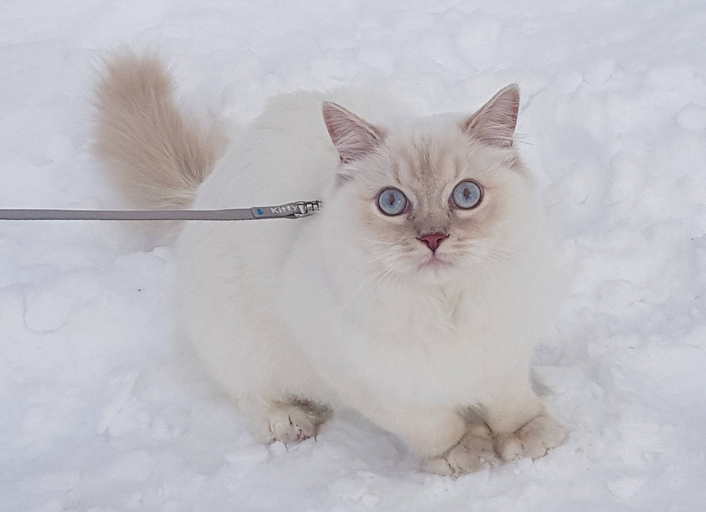 Galatée participe au concours pour gagner de l'argent avec cette photo : british_longhair, carnivore, cat, domestic_short_haired_cat, felidae, freezing, fur, paw, small_to_medium_sized_cats, snout, snow, tail, terrestrial_animal, whiskers, winter