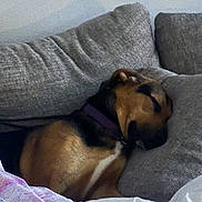 Lulu is registered to the contest to win money with this photo: animal, black, brown, collar, comfort, couch, cozy, dog, domestic, fur, home, indoor, nap, peaceful, pet, pillows, quiet, relaxation, resting, sleeping