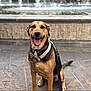 dog, happy, sitting, leash, harness, stone_pavement, fountain, outdoor, pet, canine, tongue_out, smiling, collar, brown_coat, black_coat, animal, friendly, daylight, background, pavement