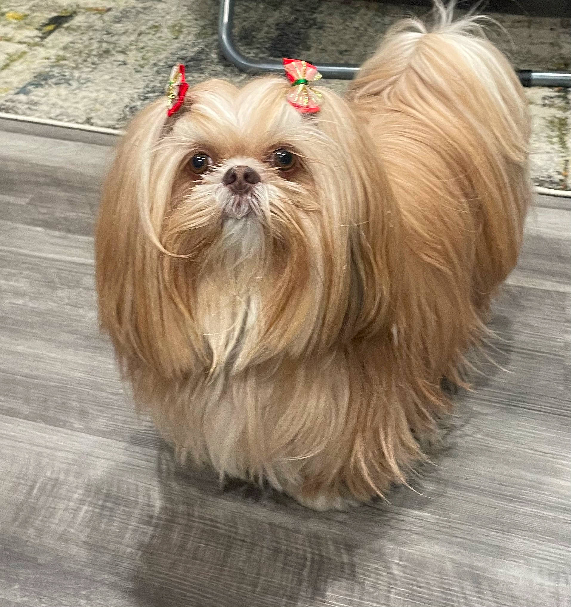 Chloe joined the competition — help win amazing prizes! biewer_terrier, canidae, carnivore, companion_dog, dog, dog_breed, dog_supply, fawn, fur, liver, mal_shi, maltepoo, non_sporting_group, shih_tzu, small_terrier, snout, sporting_group, toy_dog, wood, working_animal