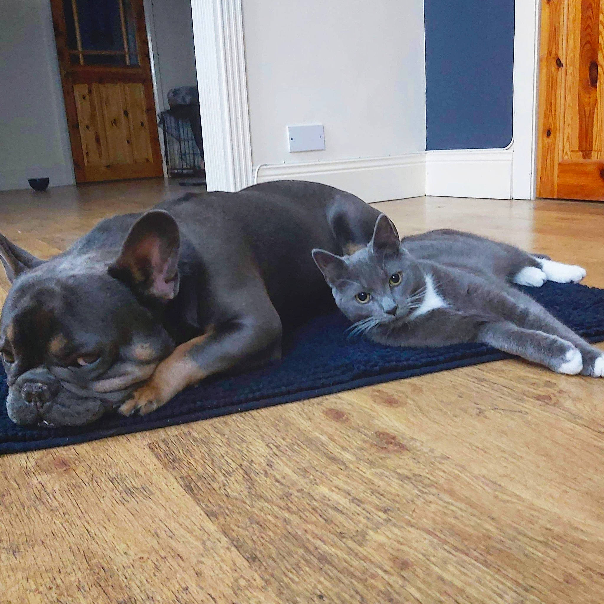 Eugene is registered to the contest to win money with this photo: canidae, carnivore, cat, companion_dog, dog, dog_breed, fawn, felidae, floor, flooring, french_bulldog, hardwood, mammal, nap, non_sporting_group, puppy, snout, whiskers, wood, wood_flooring