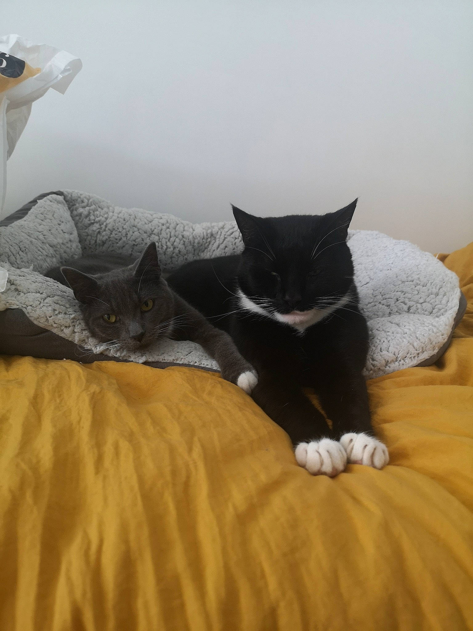 Eugene is registered to the contest to win money with this photo: bed, bed_sheet, black_cat, carnivore, cat, comfort, domestic_short_haired_cat, felidae, fur, room, small_to_medium_sized_cats, tail, whiskers