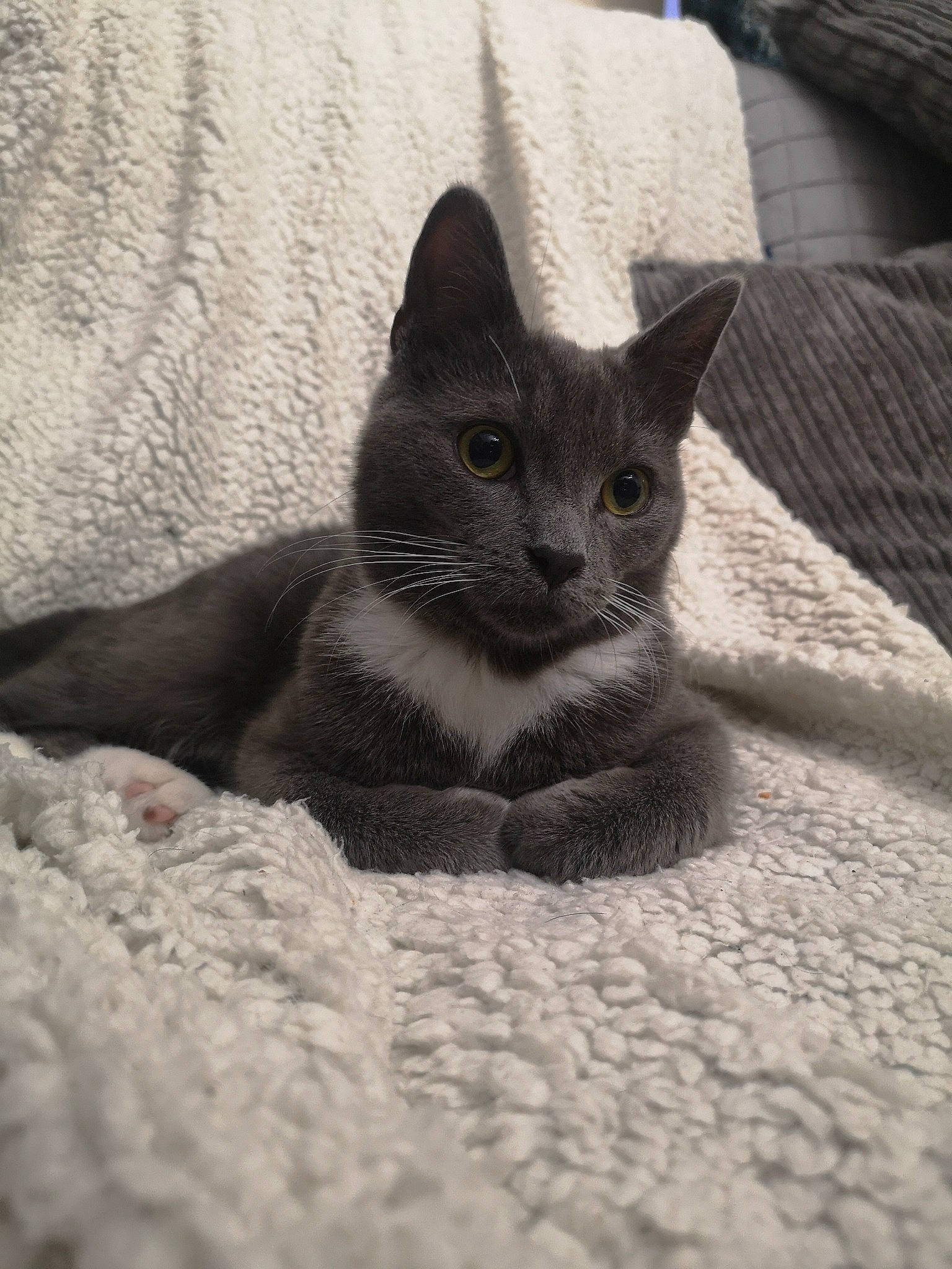 Eugene is registered to the contest to win money with this photo: black_and_white, black_cat, british_shorthair, burmese, carnivore, cat, chartreux, domestic_short_haired_cat, felidae, kitten, korat, mammal, nebelung, russian_blue, small_to_medium_sized_cats, snout, vertebrate, whiskers