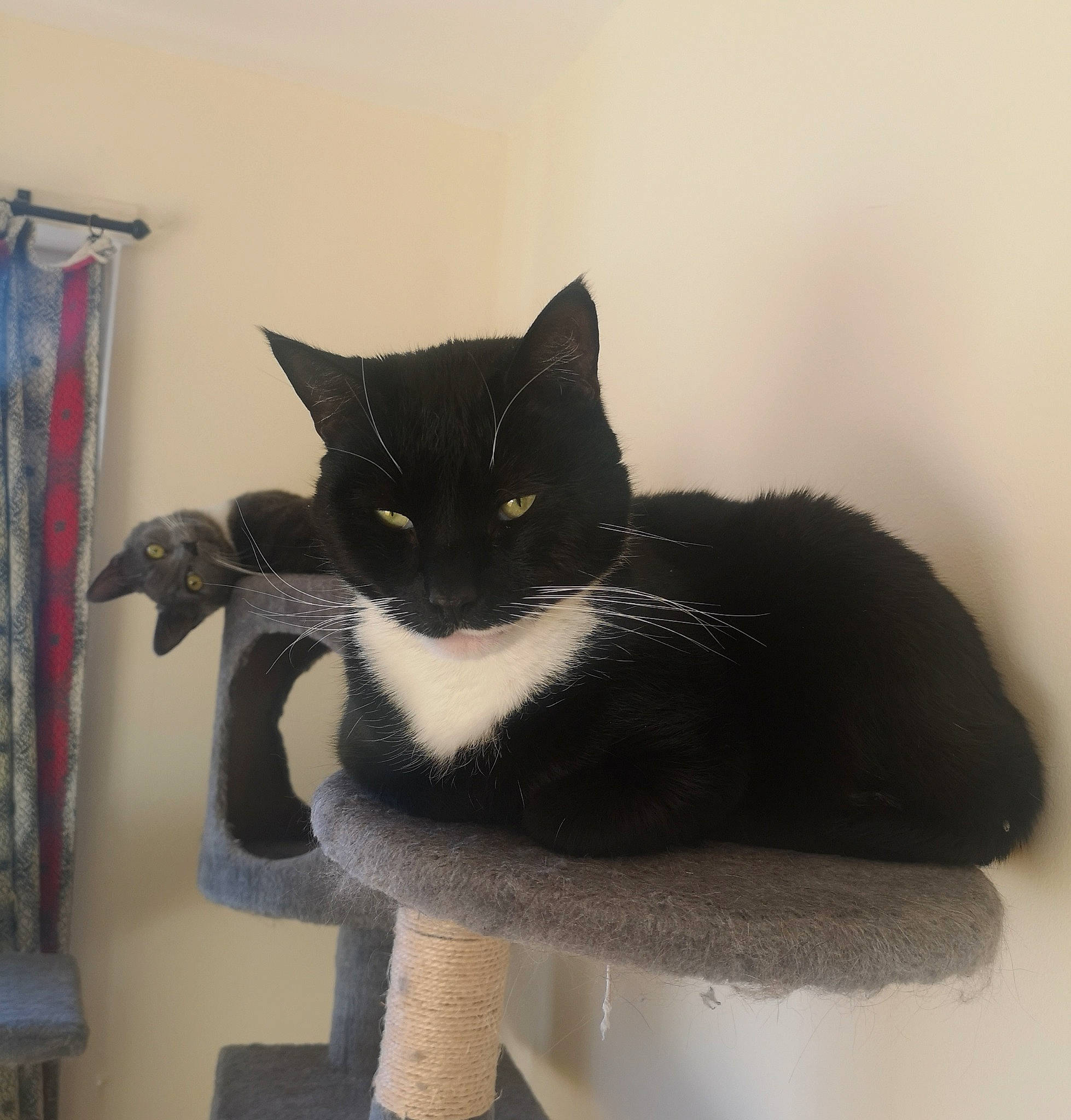 Eugene joined the competition — help win amazing prizes! black_and_white, black_cat, carnivore, cat, domestic_short_haired_cat, felidae, polydactyl_cat, small_to_medium_sized_cats, tail, whiskers