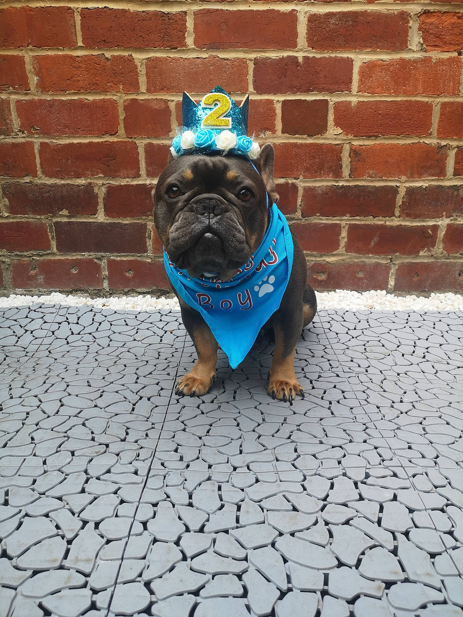 Stanley joined the competition — help win amazing prizes! bulldog, canidae, carnivore, companion_dog, dog, dog_breed, dog_clothes, fawn, french_bulldog, griffon_bruxellois, non_sporting_group, pug, puppy, snout, toy_bulldog, toy_dog