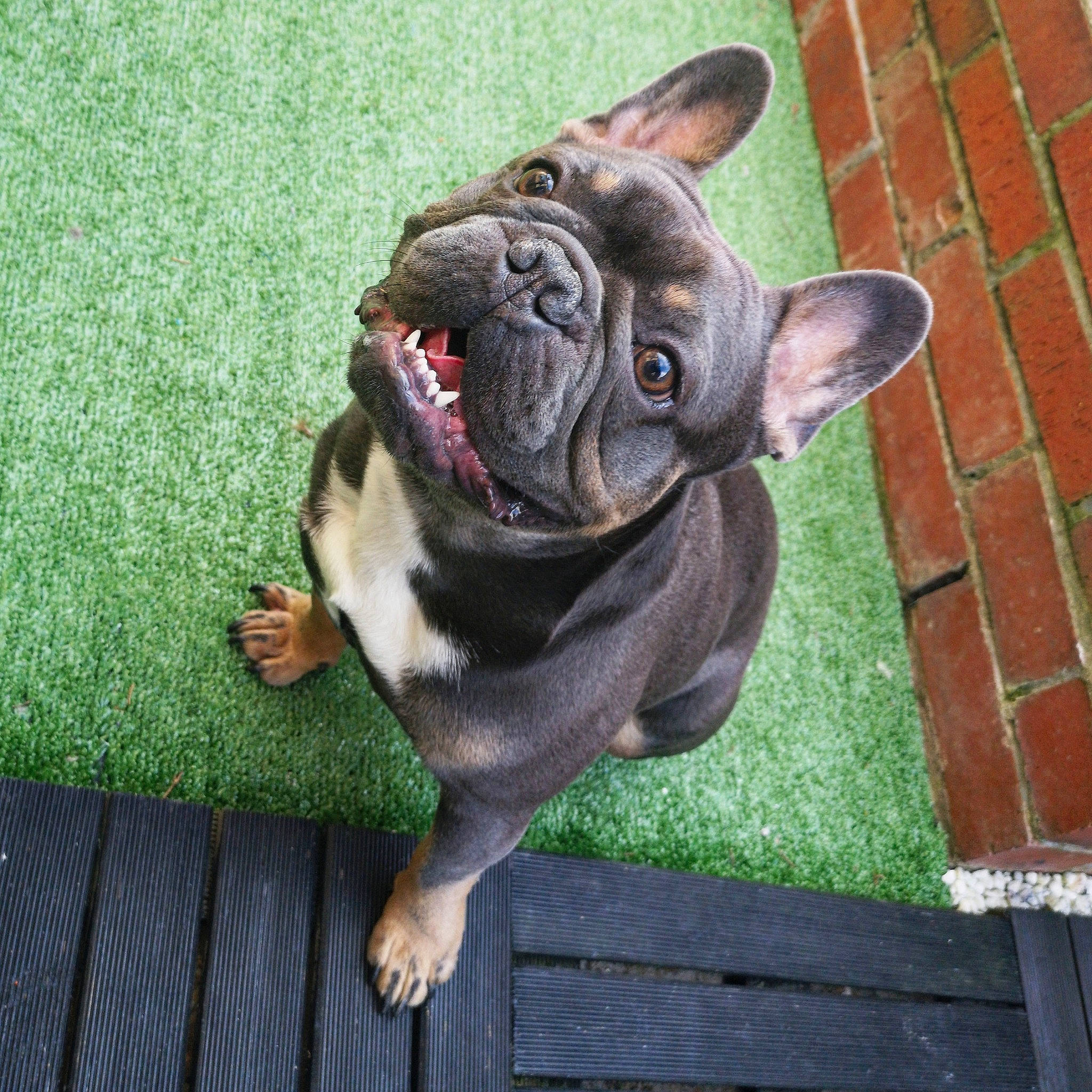 Stanley joined the competition — help win amazing prizes! american_bulldog, australian_bulldog, british_bulldogs, bulldog, canidae, carnivore, companion_dog, dog, dog_breed, dog_collar, fawn, french_bulldog, mammal, non_sporting_group, old_english_bulldog, olde_english_bulldogge, rare_breed_dog, snout, toy_bulldog, vertebrate