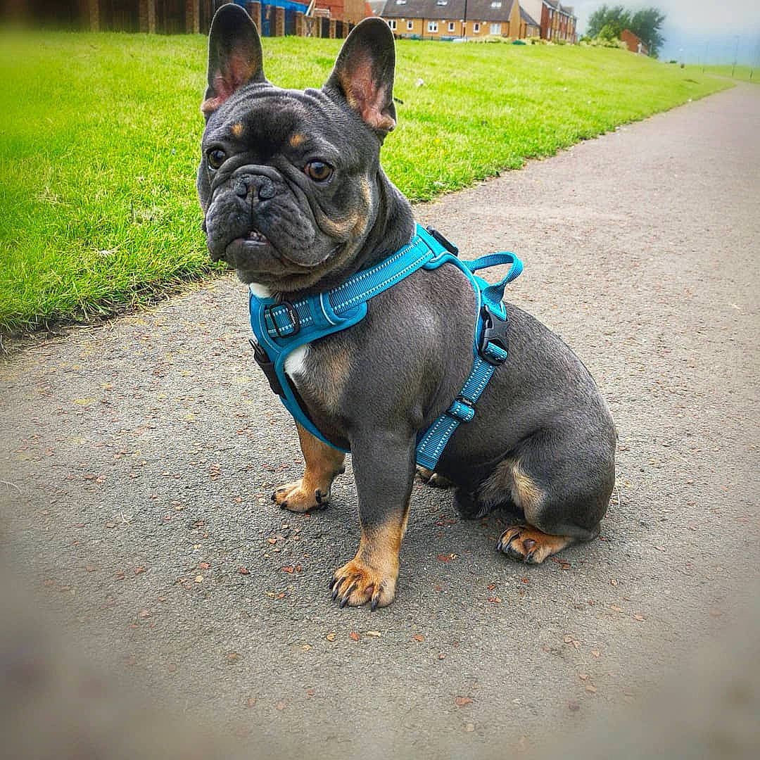 Stanley joined the competition — help win amazing prizes! canidae, carnivore, collar, companion_dog, dog, dog_breed, dog_clothes, dog_collar, fashion_accessory, fawn, french_bulldog, leash, mammal, non_sporting_group, olde_english_bulldogge, puppy, rare_breed_dog, snout, sporting_group, toy_bulldog