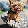 dog, small_dog, yorkshire_terrier, tongue_out, pet, animal, table, stone_table, outdoor, sunny, blurred_background, window, wooden_shutters, chair, garden, fur, cute, domestic_animal, daylight, portrait