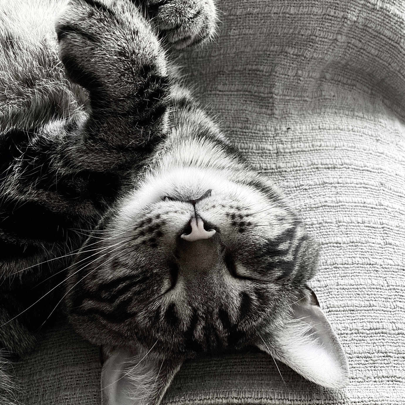 Timon participe au concours pour gagner de l'argent avec cette photo : abyssinian, animal, armchair, bodypart, cat, chair, claw, couch, cushion, electronics, furniture, hardware, homedecor, hook, kitten, manx, mouth, person, pet, sleeping