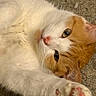 cat, orange_and_white, fluffy, fur, pet, animal, lying_down, upside_down, carpet, indoor, close_up, portrait, green_eyes, pink_nose, whiskers, paws, relaxed, cute, playful, photography