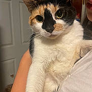 Layla joined the competition — help win amazing prizes! cat, calico_cat, pet, indoor, person, holding, close_up, fur, animal, whiskers, face, eyes, arm, shirt, door, home, lighting, portrait, domestic_animal, cute