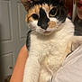 cat, calico_cat, pet, indoor, person, holding, close_up, fur, animal, whiskers, face, eyes, arm, shirt, door, home, lighting, portrait, domestic_animal, cute