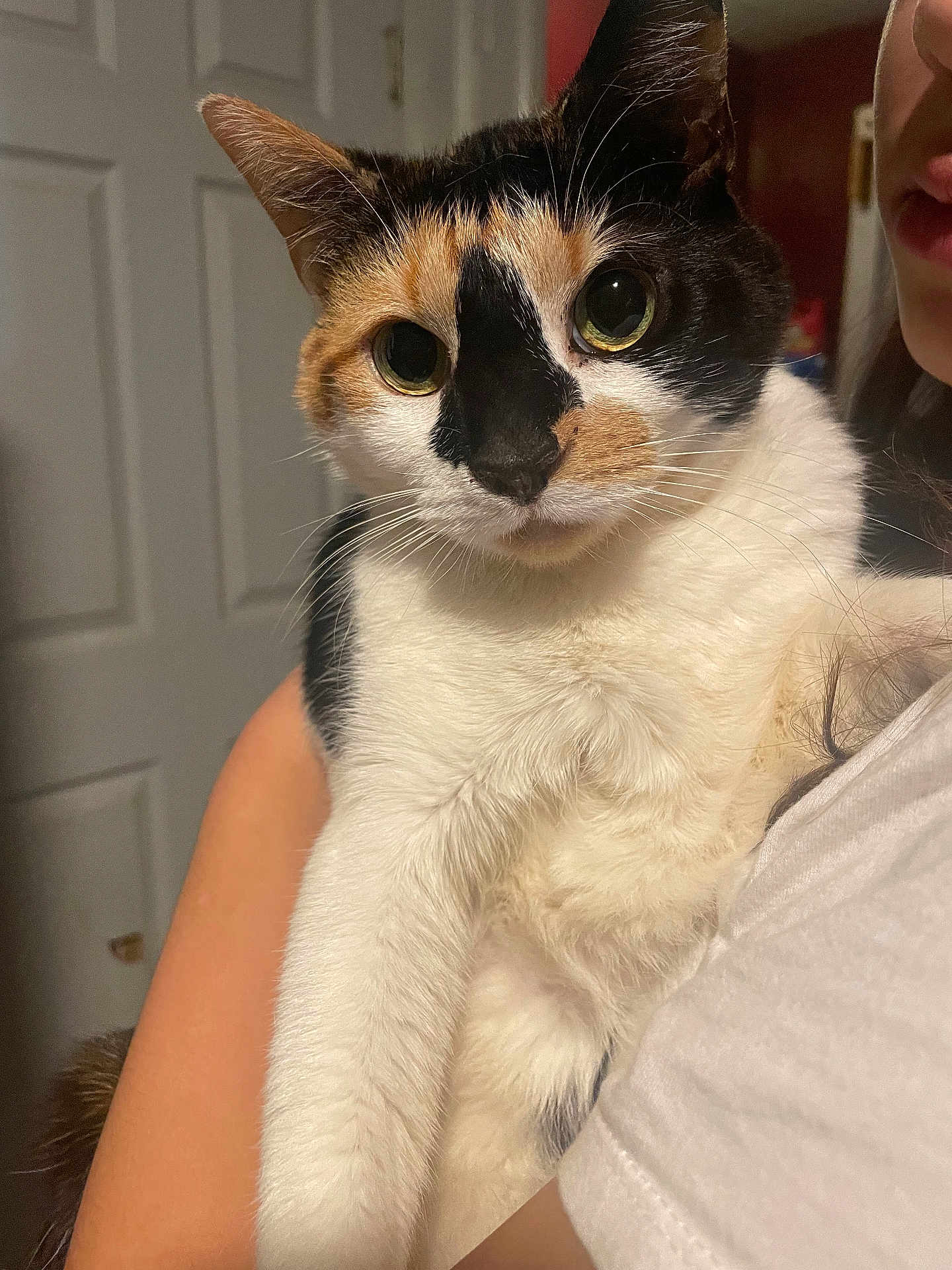 Layla joined the competition — help win amazing prizes! cat, calico_cat, pet, indoor, person, holding, close_up, fur, animal, whiskers, face, eyes, arm, shirt, door, home, lighting, portrait, domestic_animal, cute