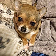 Darla is registered to the contest to win money with this photo: dog, chihuahua, small_dog, pet, blanket, towel, cozy, indoor, cute, fur, animal, companion, brown, white_paws, resting, looking_up, soft_texture, domestic, cute_pet, snuggle