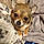 Darla
