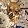 dog, chihuahua, small_dog, pet, blanket, towel, cozy, indoor, cute, fur, animal, companion, brown, white_paws, resting, looking_up, soft_texture, domestic, cute_pet, snuggle