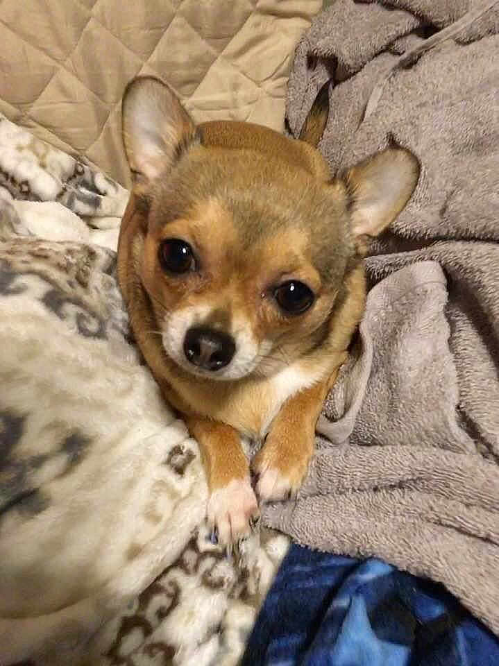 Darla