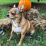 animal, autumn, brown, cute, daylight, dog, ears_up, fall, garden, grass, hay_bale, leafy, nature, outdoor, pet, pumpkin, side_view, sitting, small_dog, white