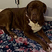 Cuddles is registered to the contest to win money with this photo: dog, brown_dog, white_markings, pet, indoor, blanket, floral_pattern, floor, relaxed, lying_down, animal, companion, canine, fur, paws, ears, snout, wall, baseboard, calm