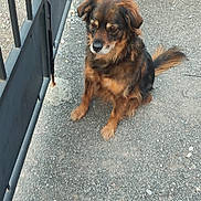 Gaya a rejoint le concours — aidez-le/la à gagner de superbes lots ! dog, brown_dog, small_dog, sitting, gravel, driveway, gate, black_gate, outdoor, pet, animal, fur, tail, ears, quiet, calm, ground, stone, nature, daylight