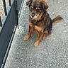 dog, brown_dog, small_dog, sitting, gravel, driveway, gate, black_gate, outdoor, pet, animal, fur, tail, ears, quiet, calm, ground, stone, nature, daylight