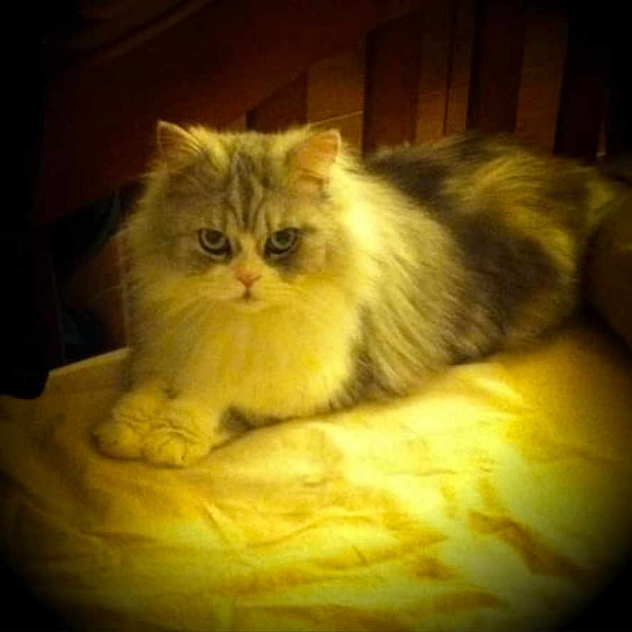 Gizmo Ryder joined the competition — help win amazing prizes! animal, background, cat, chair, closeup, cute, domestic_cat, feline, fluffy, fur, indoor, long_hair, looking, pet, portrait, resting, soft_light, table, whiskers, yellow