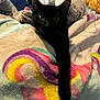 Looney joined the competition — help win amazing prizes! animal, black_cat, blanket, cat, colorful, comfort, cozy, curious_eyes, cute, feline, fur, indoor, paw, pet, playful, relaxed, resting, snuggle, soft_texture, warm