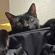 Looney joined the competition — help win amazing prizes! animal, bag, black_cat, cat, close_up, curious, cute, domestic, ears, eyes, fabric, feline, indoor, light, paws, pet, reflection, texture, wall, whiskers