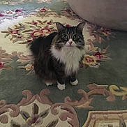 Tiffy is registered to the contest to win money with this photo: animal, bushy_tail, carpet, cat, cozy, curious, domestic, eyes, floor, floral_pattern, fluffy, fur, home, indoor, looking, mammal, pet, sitting, tabby, white_paws