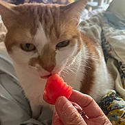 Molly is registered to the contest to win money with this photo: cat, orange_cat, white_cat, hand, fruit, watermelon, bed, blanket, indoor, furniture, person_hand, closeup, pet, curious, animal, cozy, resting, feline, soft_light, comfortable