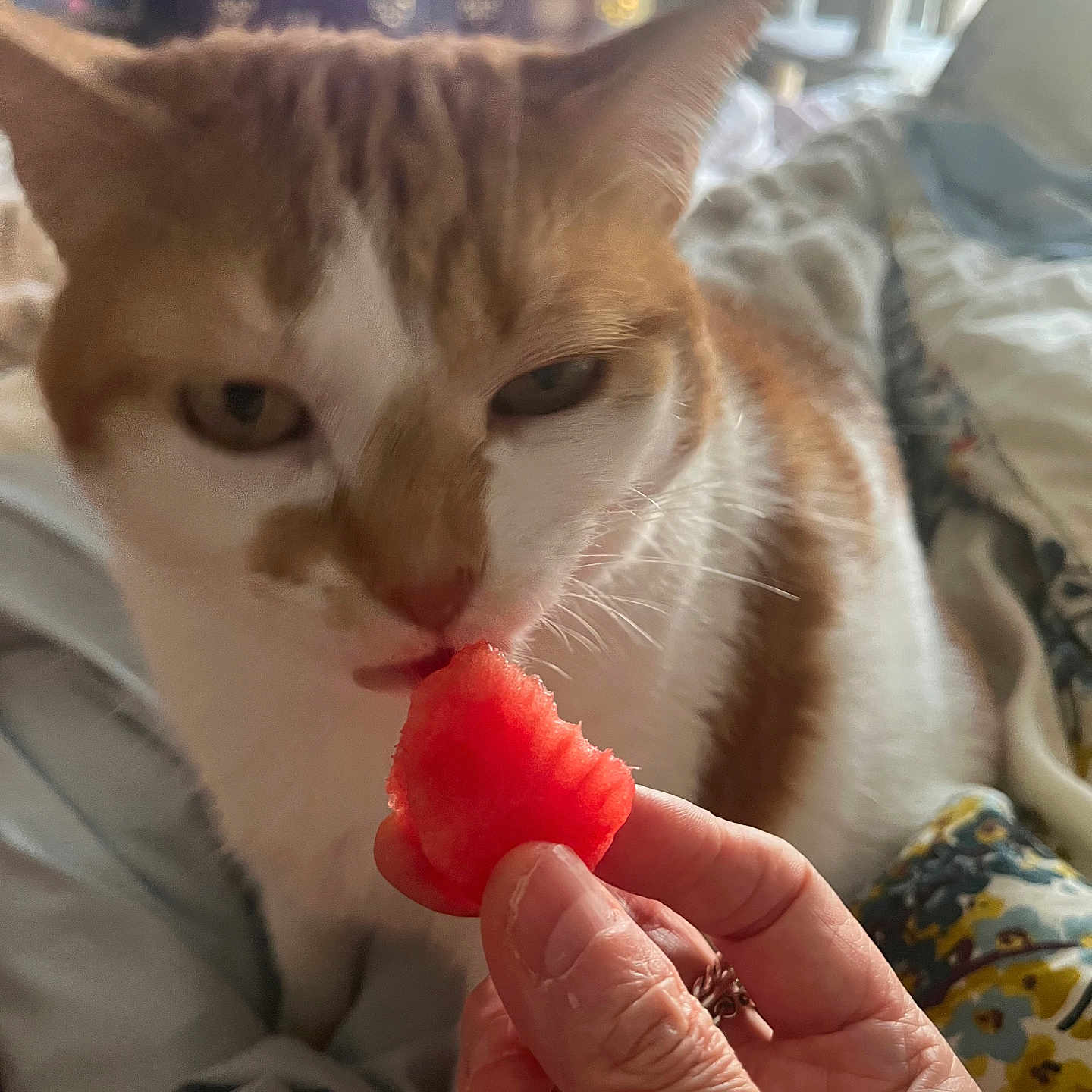 Molly is registered to the contest to win money with this photo: animal, bed, blanket, cat, closeup, comfortable, cozy, curious, feline, fruit, furniture, hand, indoor, orange_cat, person_hand, pet, resting, soft_light, watermelon, white_cat