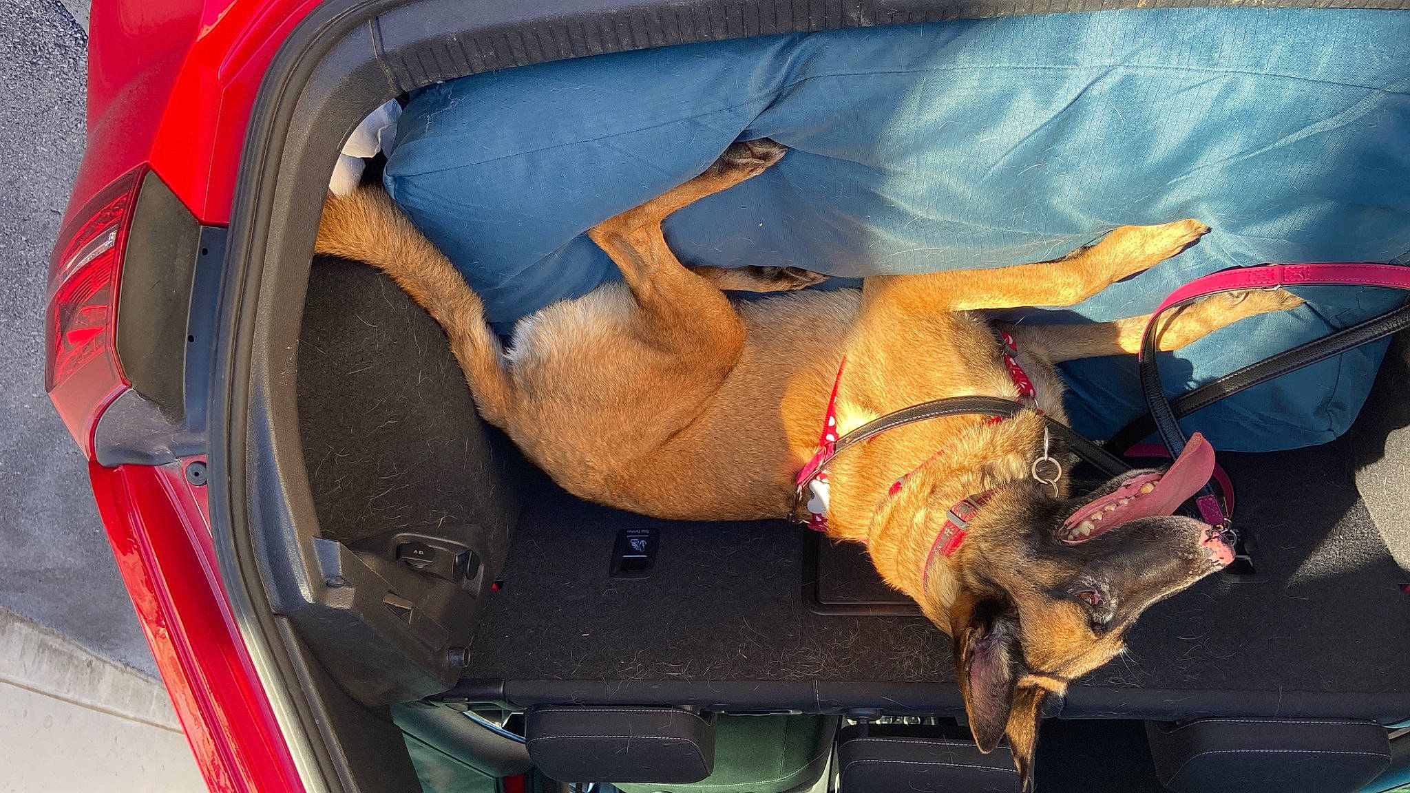 Polka participe au concours pour gagner de l'argent avec cette photo : auto_part, automotive_design, automotive_exterior, automotive_lighting, bumper, car, car_seat, car_seat_cover, carnivore, comfort, dog, electric_blue, fawn, hood, motor_vehicle, trunk, vehicle, vehicle_door, window, windshield