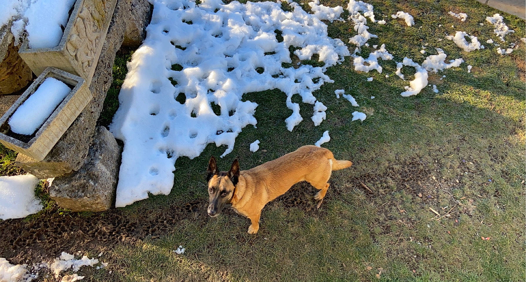 Polka participe au concours pour gagner de l'argent avec cette photo : canidae, carnivore, companion_dog, dog, dog_breed, fawn, freezing, grass, landscape, mammal, non_sporting_group, plant, snow, sporting_group, tail, tree, vertebrate, wildlife, winter, working_dog