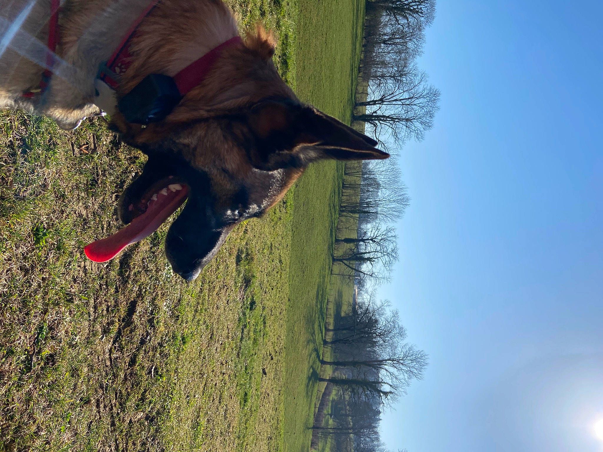 Polka a rejoint le concours — aidez-le/la à gagner de superbes lots ! canidae, carnivore, collar, companion_dog, dog, dog_breed, fawn, grass, liver, people_in_nature, plant, sky, snout, sporting_group, tail, tints_and_shades, tree, trunk, wood, working_animal