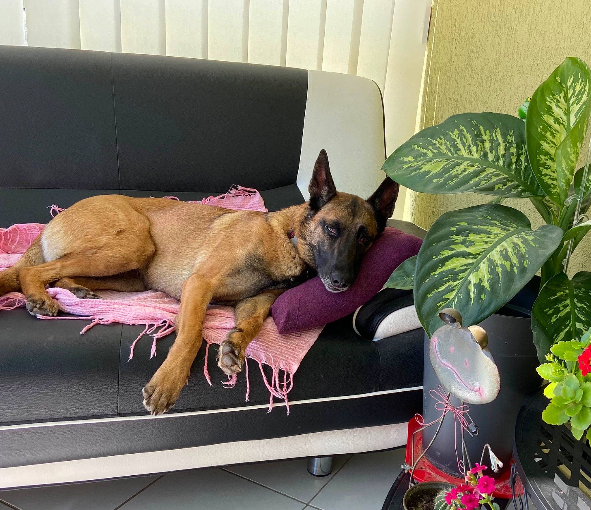 Polka participe au concours pour gagner de l'argent avec cette photo : canidae, carnivore, collar, comfort, companion_dog, couch, dog, dog_breed, dog_supply, fawn, flower, flowerpot, german_shepherd_dog, houseplant, old_german_shepherd_dog, plant, room, sporting_group, tail, terrestrial_plant