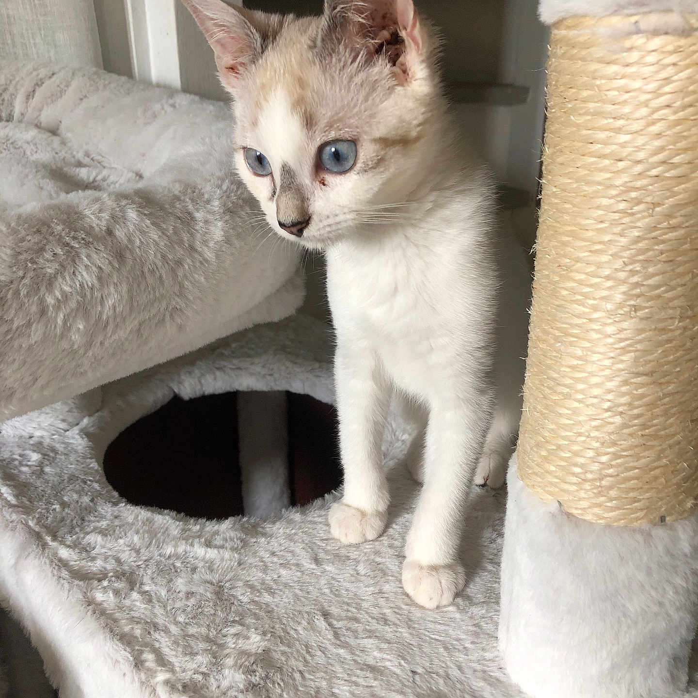 Moona a rejoint le concours — aidez-le/la à gagner de superbes lots ! abyssinian, angora, animal, blanket, canine, cat, cushion, den, dog, egyptiancat, homedecor, indoors, kitten, linen, manx, pet, quilt, siamese, towel, white