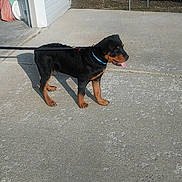 Judah is registered to the contest to win money with this photo: canidae, carnivore, dog, dog_breed, hellenikos_ichnilatis, huntaway, hunting_dog, jagdterrier, mammal, rottweiler, street_dog, transylvanian_hound, vertebrate, working_dog