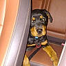 Judah is registered to the contest to win money with this photo: canidae, car_seat, carnivore, companion_dog, dog, dog_breed, guard_dog, huntaway, mammal, miniature_pinscher, pinscher, rottweiler, vertebrate, working_dog