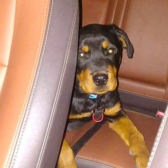 Judah is registered to the contest to win money with this photo: canidae, car_seat, carnivore, companion_dog, dog, dog_breed, guard_dog, huntaway, mammal, miniature_pinscher, pinscher, rottweiler, vertebrate, working_dog